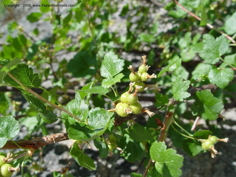 Ribes viscosissimum--ID. Idaho Co. Salmon R. Polly Bemis Ranch. 9 May 04. 104.jpg
