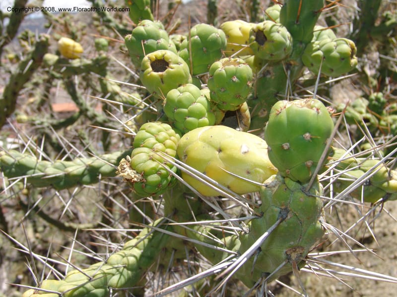 Opuntia subulata--Bolivia. La Paz. Jardin Botanico La Paz. 3 Dec 04. 126.jpg