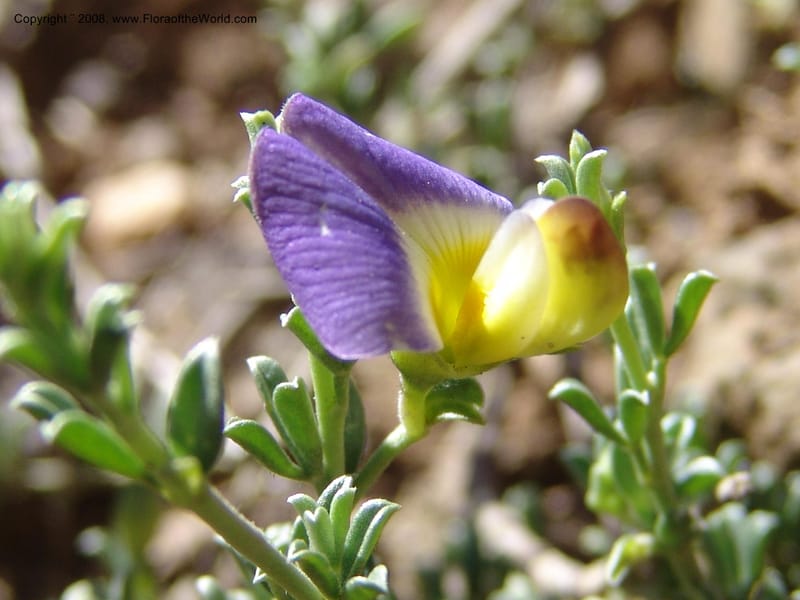 Lotononis sericophylla--So.Africa. E. Cape. Joubert's Pass, SE of Lady Gray. 9 Mch 05. 093.jpg