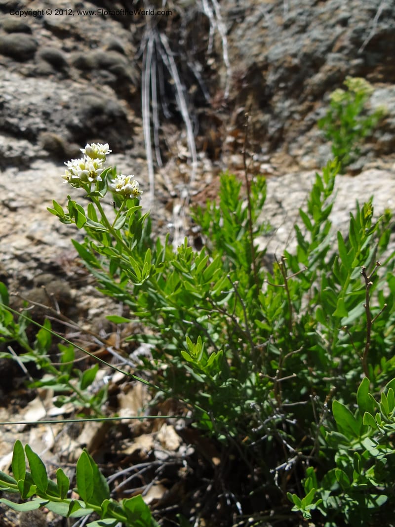 Comandra umbellata, Davidson, C 11942--AZ. Yavapai Co. Crown King Rd. 7 May 2012. DSC0894 1 (80).JPG