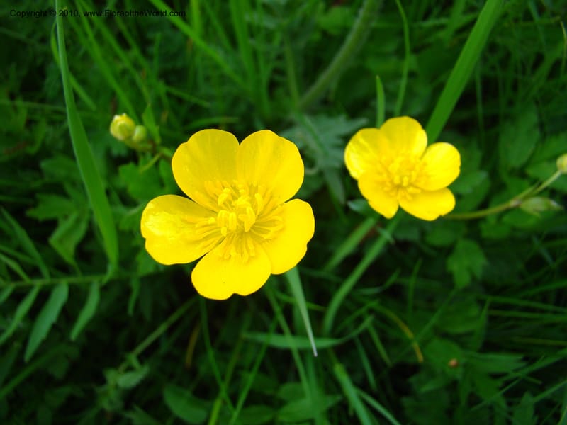 Ranunculus, C. Davidson 11201--Slovenia, Notranjska Region, Meadow near Planina and Unica River, 16 May 2008. 049 (4).jpg
