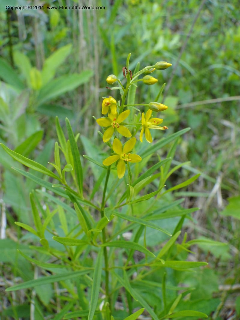 Lysimachia loomisii, Mori, S 27420, USA, No.Carolina, Jones County, 10.5 miles from junction with Hwy 58, E of Maysville, 23 May 2010.JPG
