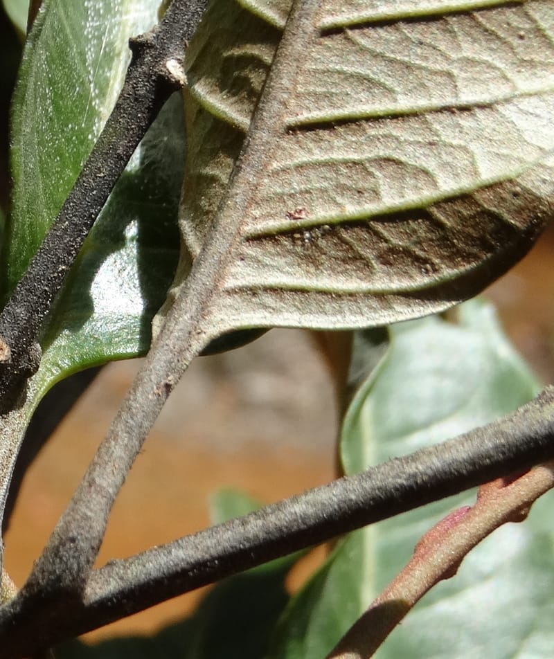 Lepidocupania lepidota, Callmander, M 1239--New Caledonia. Mont Dzumac. 12 Nov 2015. DSC01563 (333).JPG