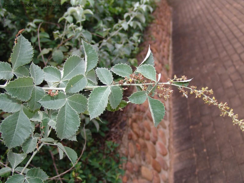 Rhus bartophylla--So.Africa. Lowveld Nat. Bot. Gard.  14 Mch 05. 341.jpg