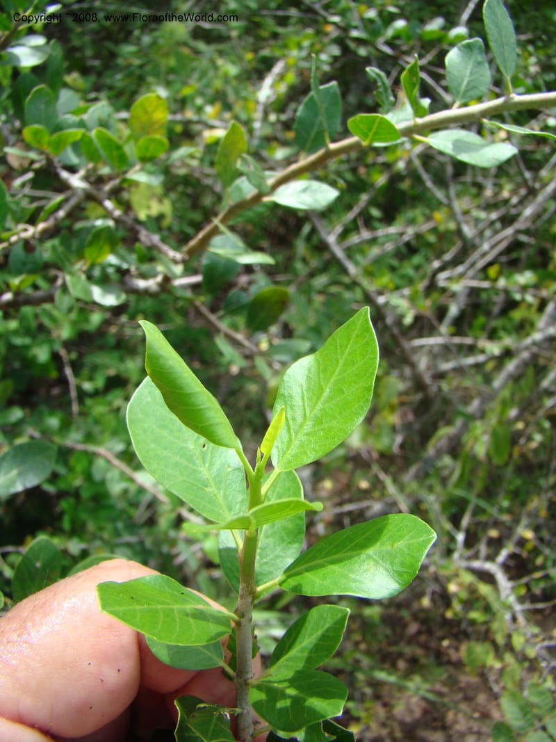 Bursera ariensis, NMartinezM2414--MX. Chiapas. Jiquipilas. Cerro el Campanario. 14 Sep 08. 111.jpg