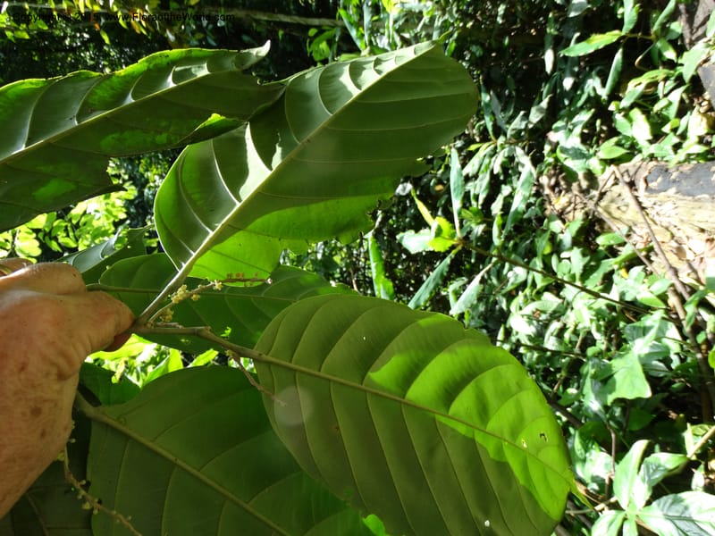 Octoknema, Davidson, C 12386--Cameroon. Bakengili Trail, Mt. Cameroon. 24 Mar 2014. DSC03587 (228).JPG