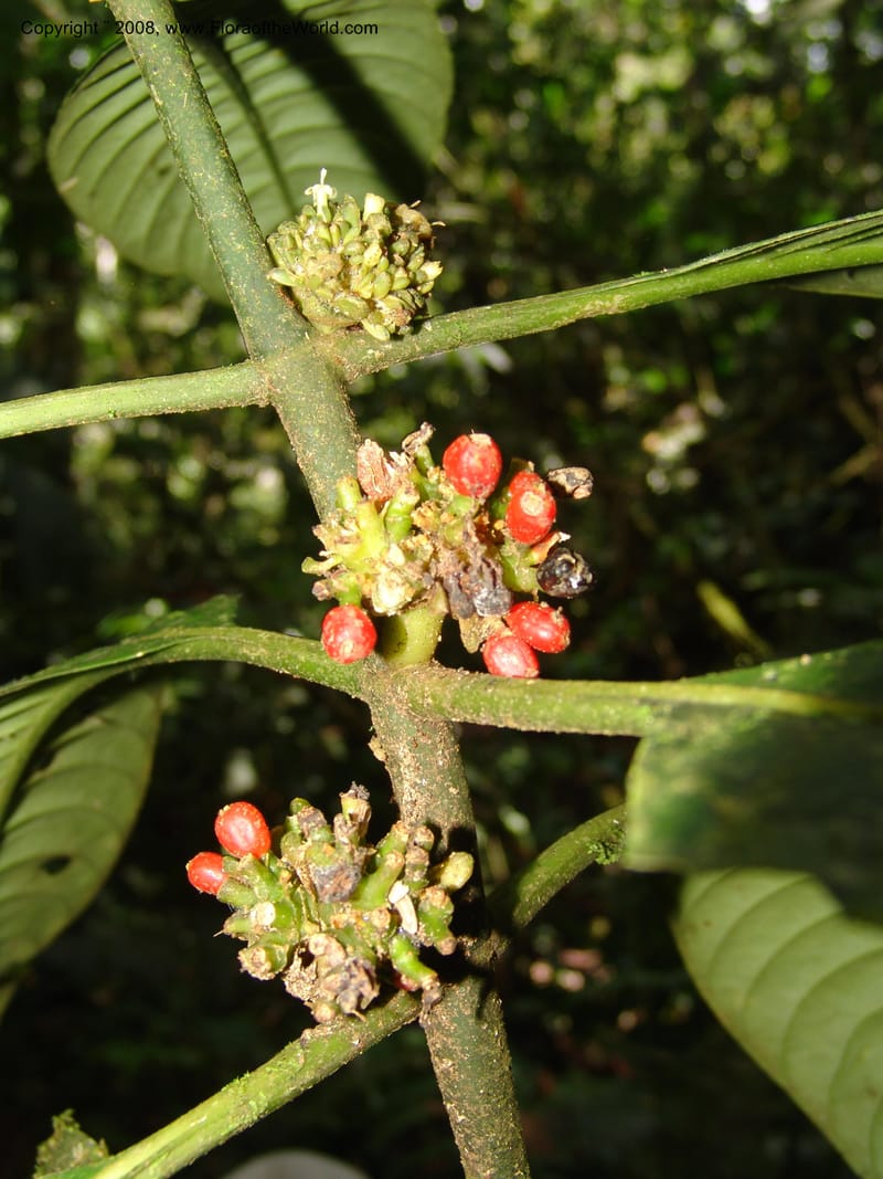 Psychotria, RVasquez 33074--Peru. Pillcopata. Qbda Sachavacayoc. 29 Oct 07. 597.jpg