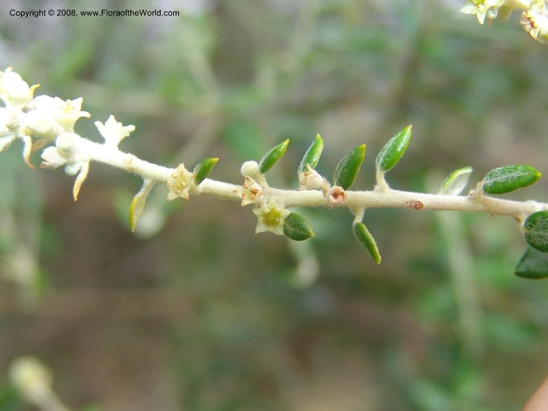 Phylica paniculata--So.Africa. Mpumal. Buffelskloof Private Nat. Res. 17 Mch 05. 036.jpg