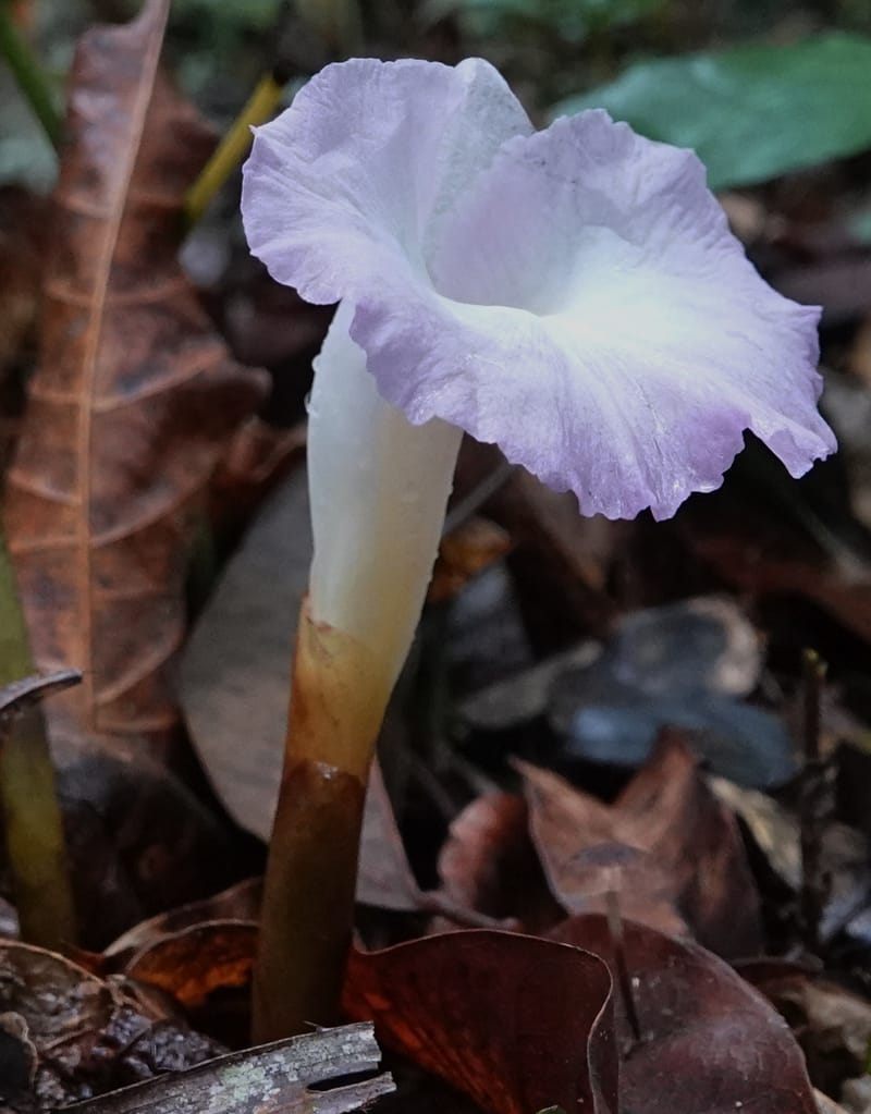 Aframomum, C. Davidson 13951--Gabon. Mondah. Arb Raponda Walker. 4 Nov 2018. DSC01949 (182).JPG