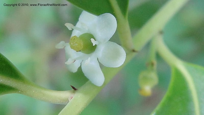 Ilex glabra, Mori 27397--North Carolina. Johnson Co. Hwy 50. SE of Benson. 21 May 2010. 091 (79).jpg