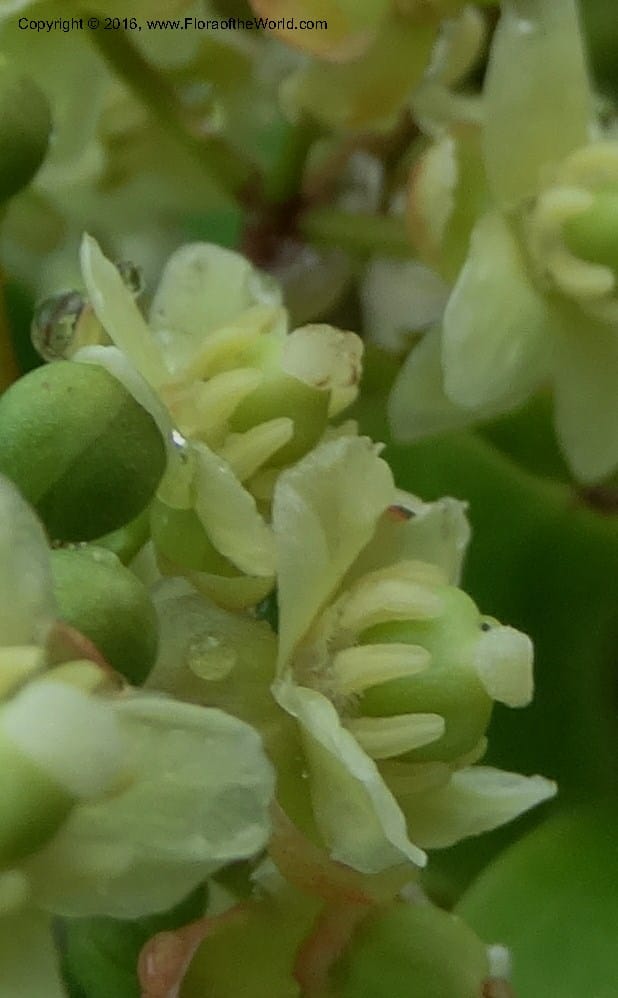 Lepisanthes fruticosa, Buerki, S 361--Sabah. Ulu Senagang. 9 Oct 2014. DSC03434 (43).JPG