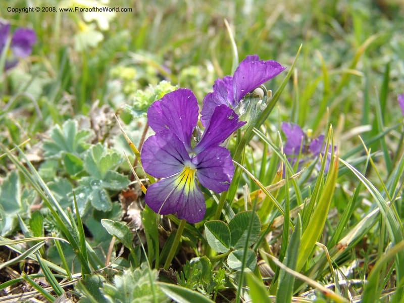 Viola oreades--Georgia. Vic. of Tskhrats'karo Pass. 7 Jun 05. 176.jpg