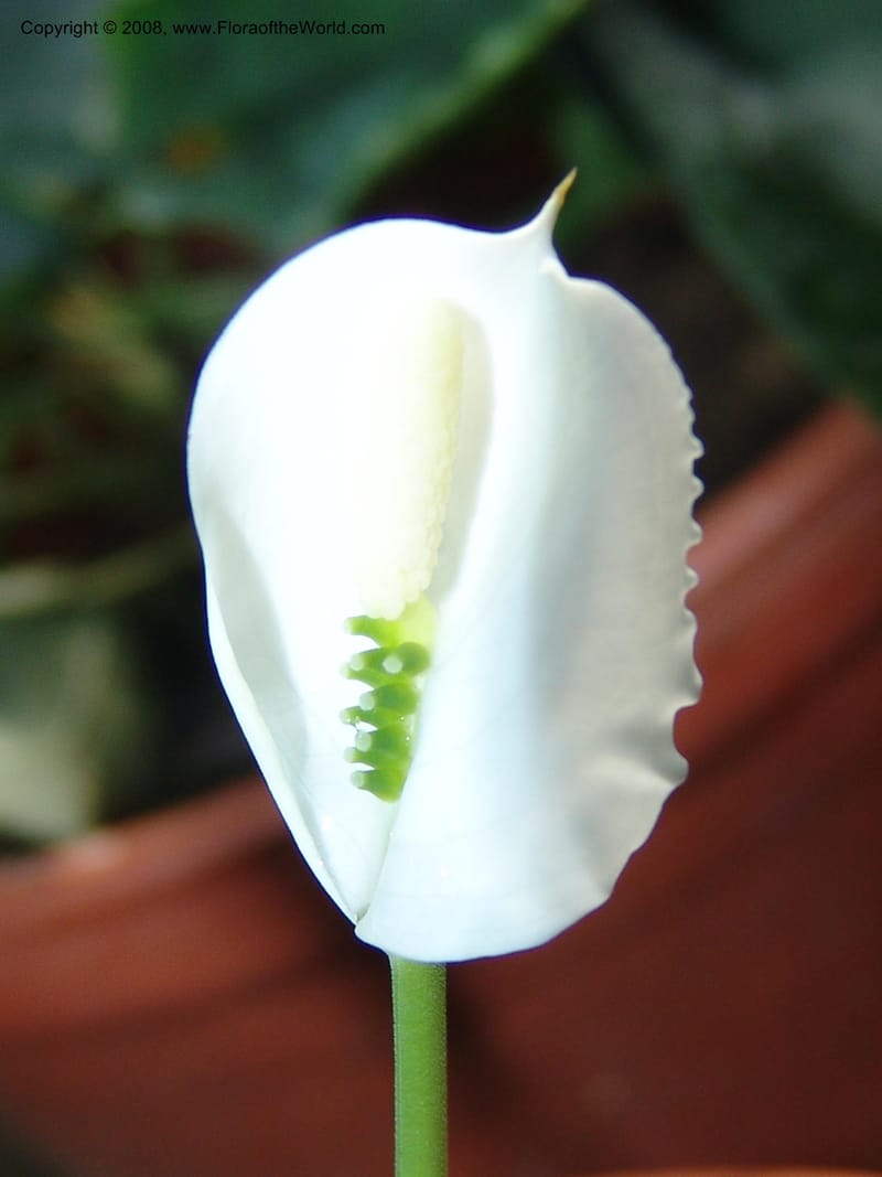 Callopsis volkensii--France. Nancy. Jard. Bot. Montet. 2 May 05. 070.jpg