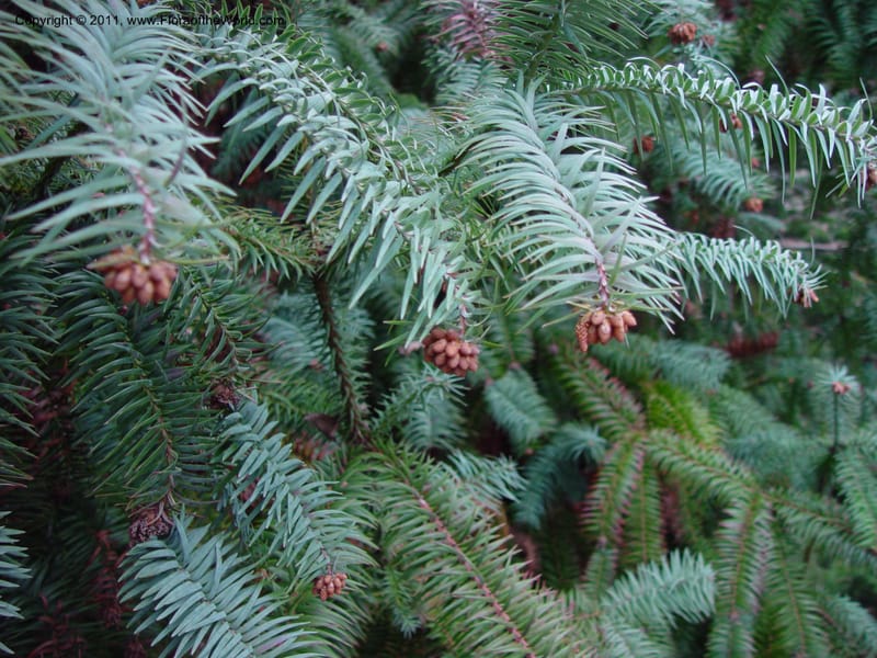 Cunninghamia lanceolata var. glauca. 65.0587--CA. UC Berkeley Bot. Gard. 11 Feb 03. 115.jpg
