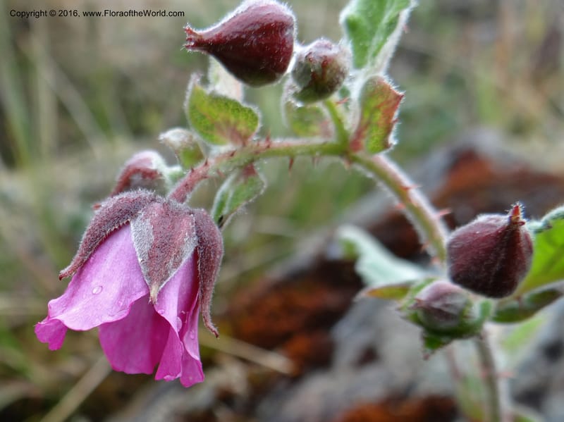 Rubus, Ulloa, C 2384--Ecuador. Azuay. Matanga. 2 Oct 2012. DSC06351 (309).JPG