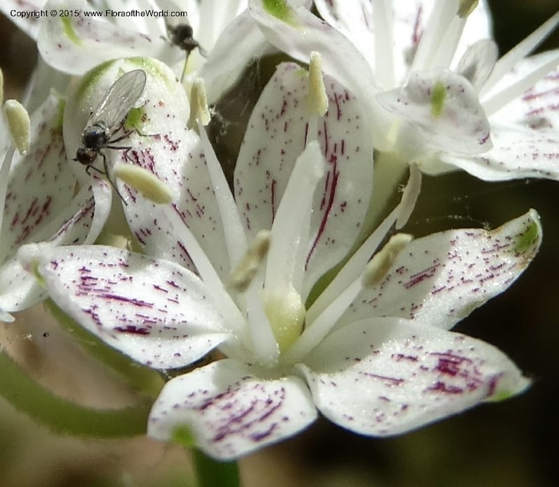 Clintonia umbellulata, Davidson, C 12988--North Carolina. Clay Co. Perry Gap Rd, Barnard's Cr. 13 May 2015. DSC04860 (255).JPG