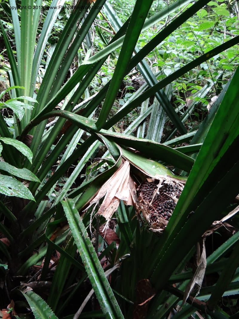 Pandanus acaulescens, Callmander 1040--Thailand. Chiang Mai Prov. Doi Suthep Pui Nat. Park. 7 Nov 2012. DSC07362 (329).JPG