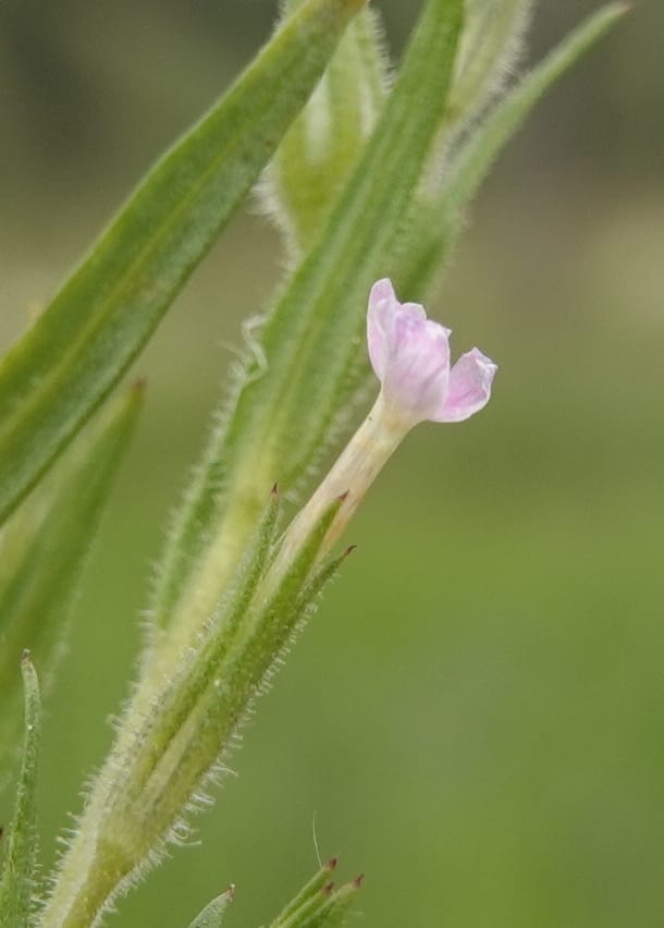 Microsteris gracilis, C. Davidson 13756--Oregon. Wallowa Co. Zumwalt.Trail Cr. Rd. 4 Jun 2018. DSC04078 (243).JPG