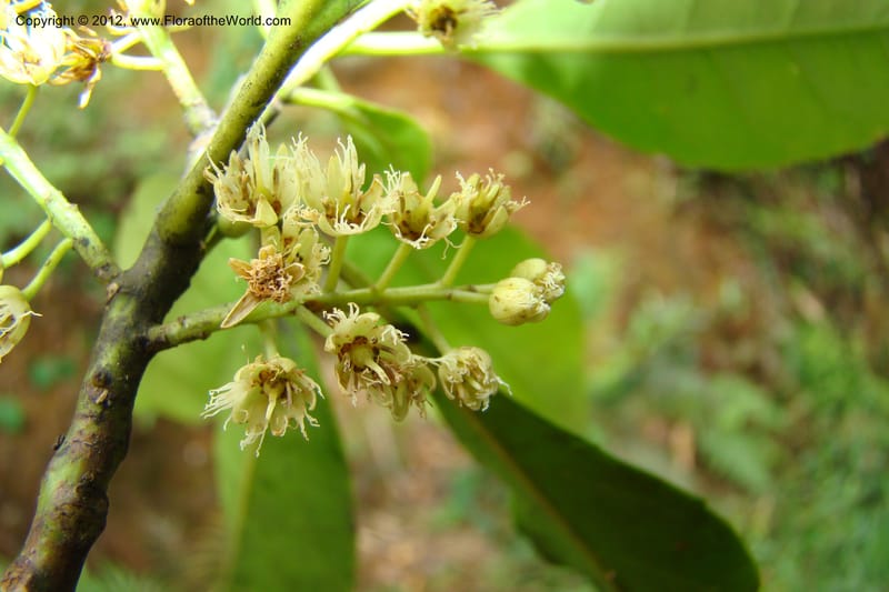 Elaeocarpus, Regalado 1727--Viet Nam. Thua Thien Hue Prov. Phu Loc Distr. Bach Ma. 13Apr 09. 020.jpg