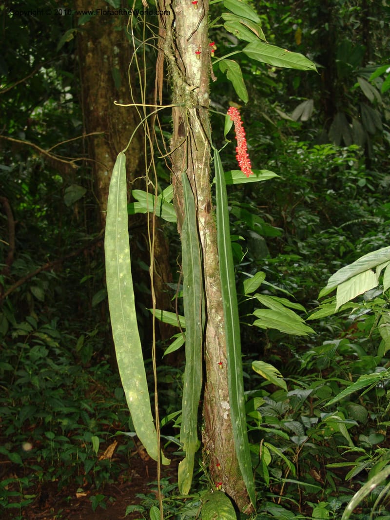 Anthurium pallidiflorum, Croat 96078--Ecuador. Edo. Los Rios. Cerro Samama, SW of Pita. 18 Mar 06. 350.jpg