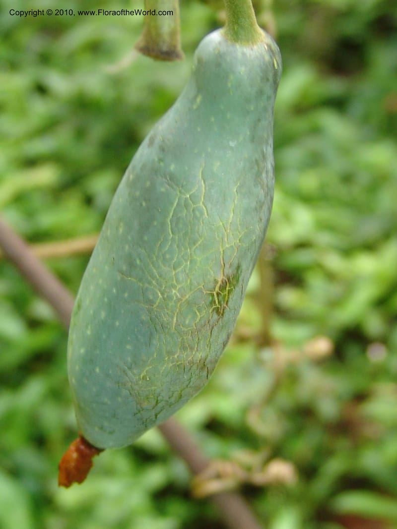 Gurania, Croat 95925--Ecuador. Edo. Pichincha. Bosque Nublado Sta. Lucia. 14 Mar 06. 395 (9).jpg