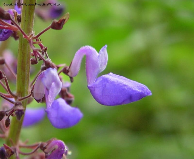 Plectranthus--Cameroon. Mt. Cameroon. 6 Dec 03. 106a (3).jpg