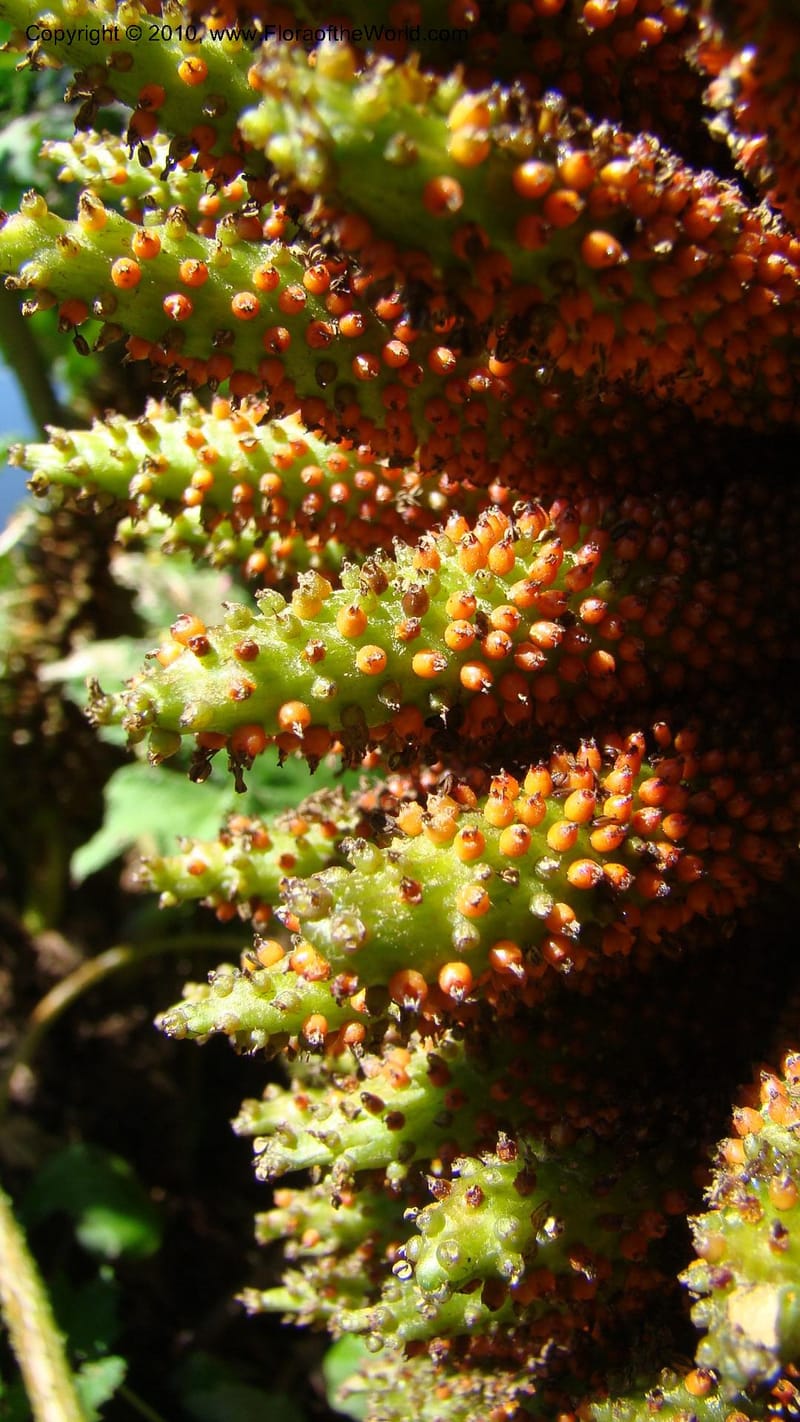 Gunnera manicata--Tasmania. Royal Tasmanian Botanical Garden. 2 Feb 2010. 189 (3).jpg