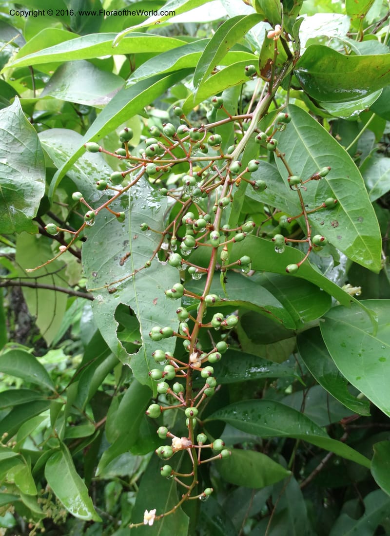 Lepisanthes fruticosa, Buerki, S 361--Sabah. Ulu Senagang. 9 Oct 2014. DSC03434 (24).JPG