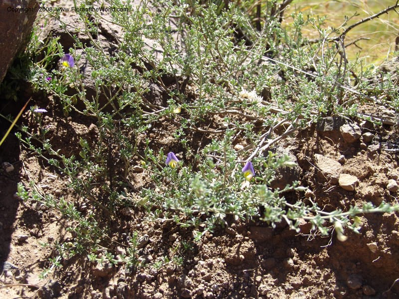 Lotononis sericophylla--So.Africa. E. Cape. Joubert's Pass, SE of Lady Gray. 9 Mch 05. 099.jpg