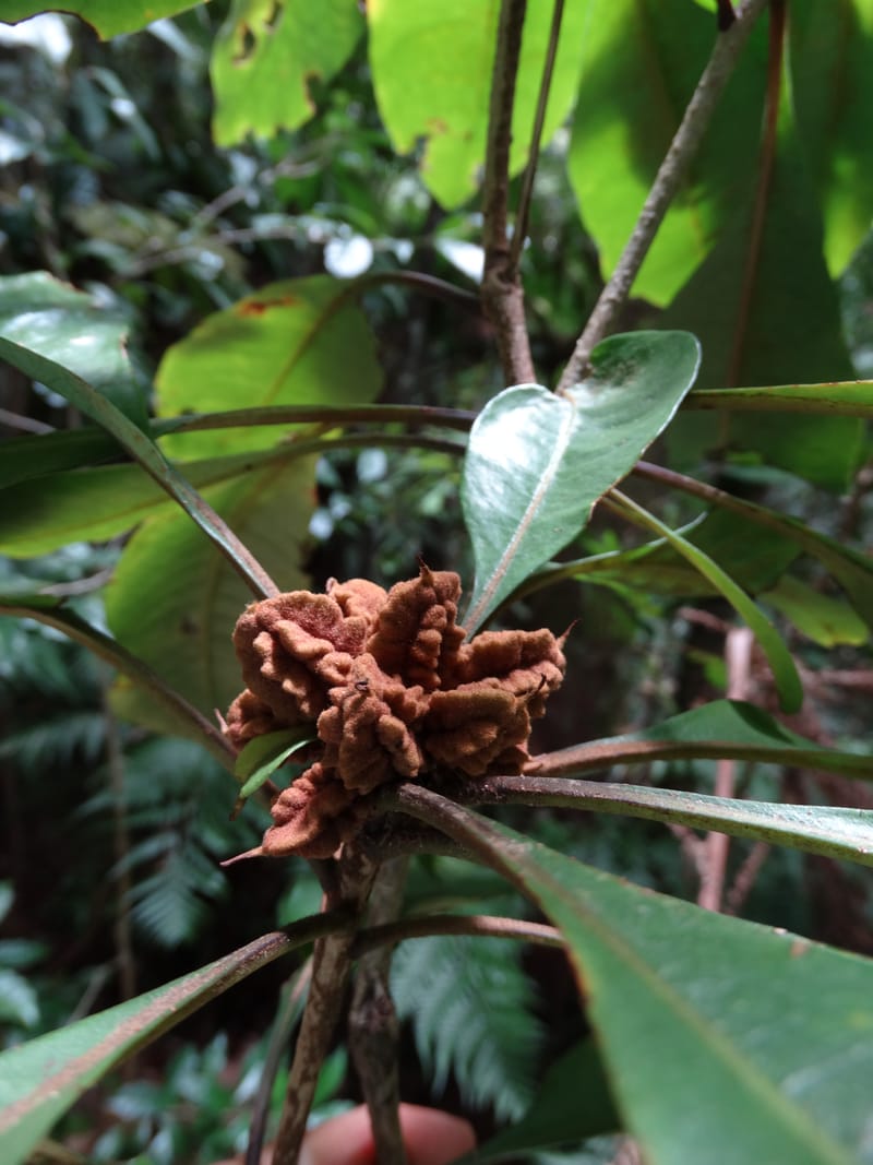 Pittosporum, Bruy, D 117--New Caledonia. Haute Robinson. 11 Nov. 2015. DSC00909 (167).JPG