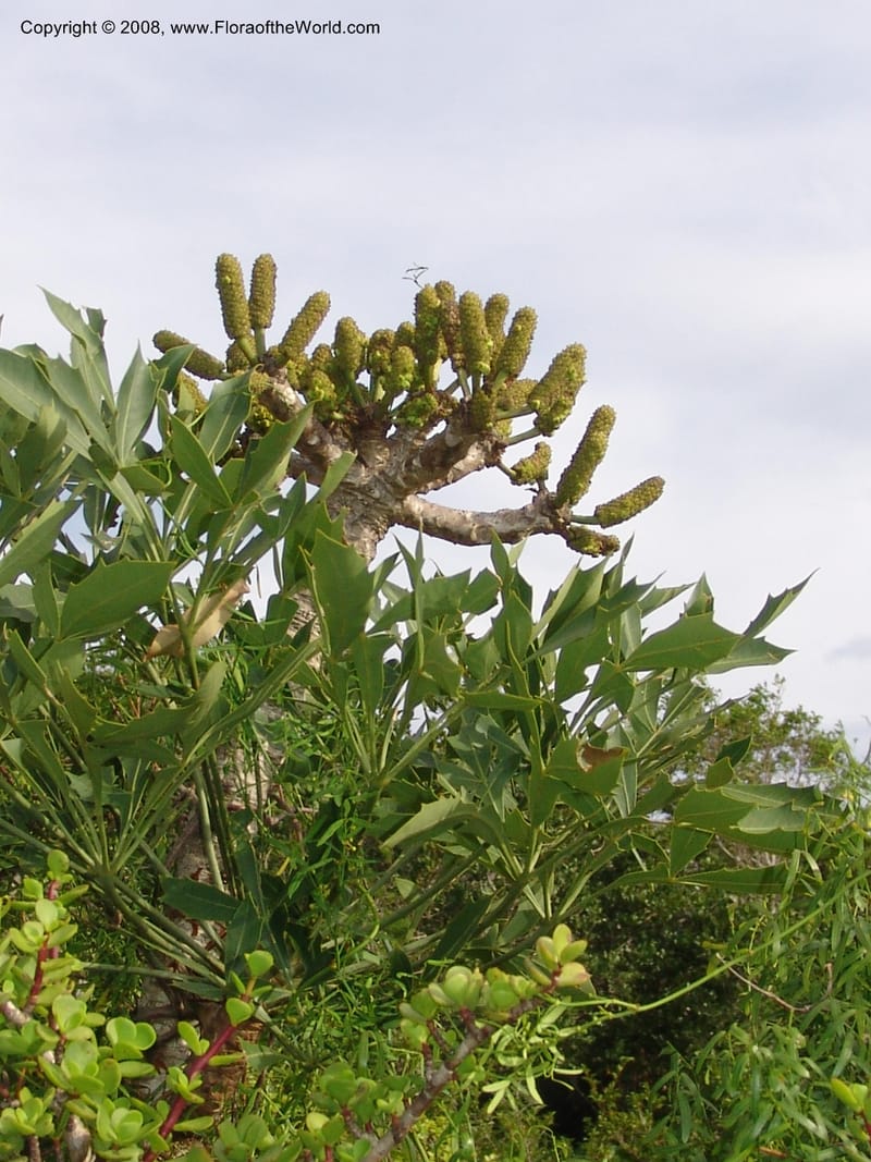 Cussonia spicata--So.Africa. E. Cape. Uitenhage Nat. Res. 6 Mch 05. 096.jpg