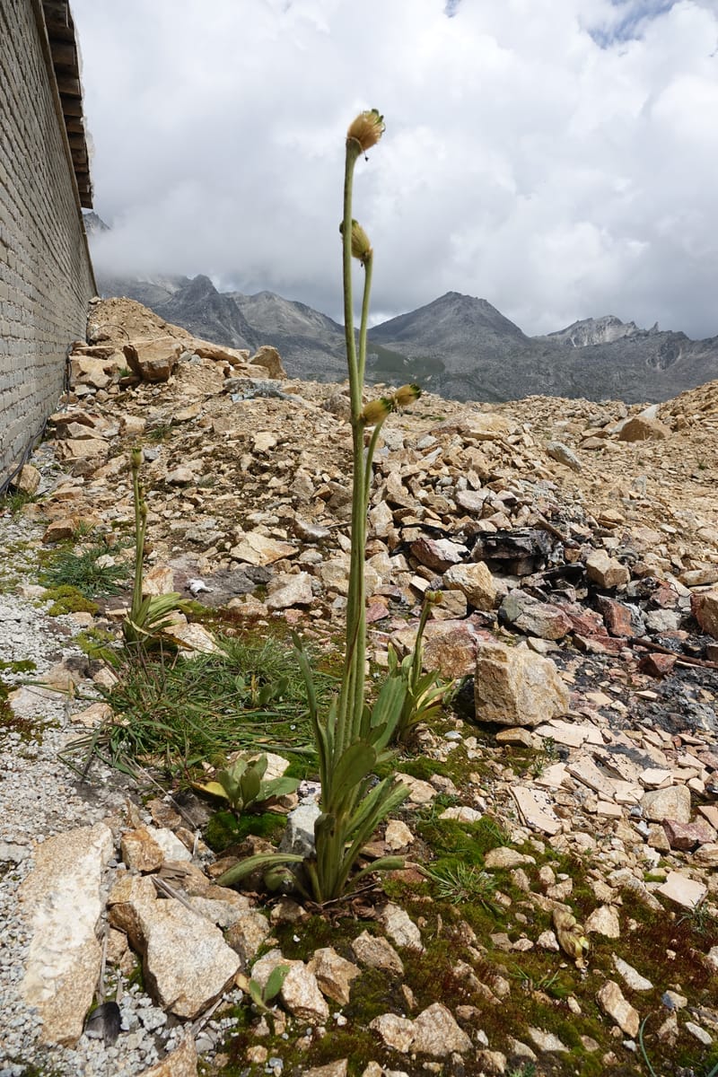 Meconopsis integrifolia subsp. integrifolia, D. Boufford 44063--China. Sichuan. Zhe Duo Shan. 17 Aug 2017. DSC06717 (410).JPG