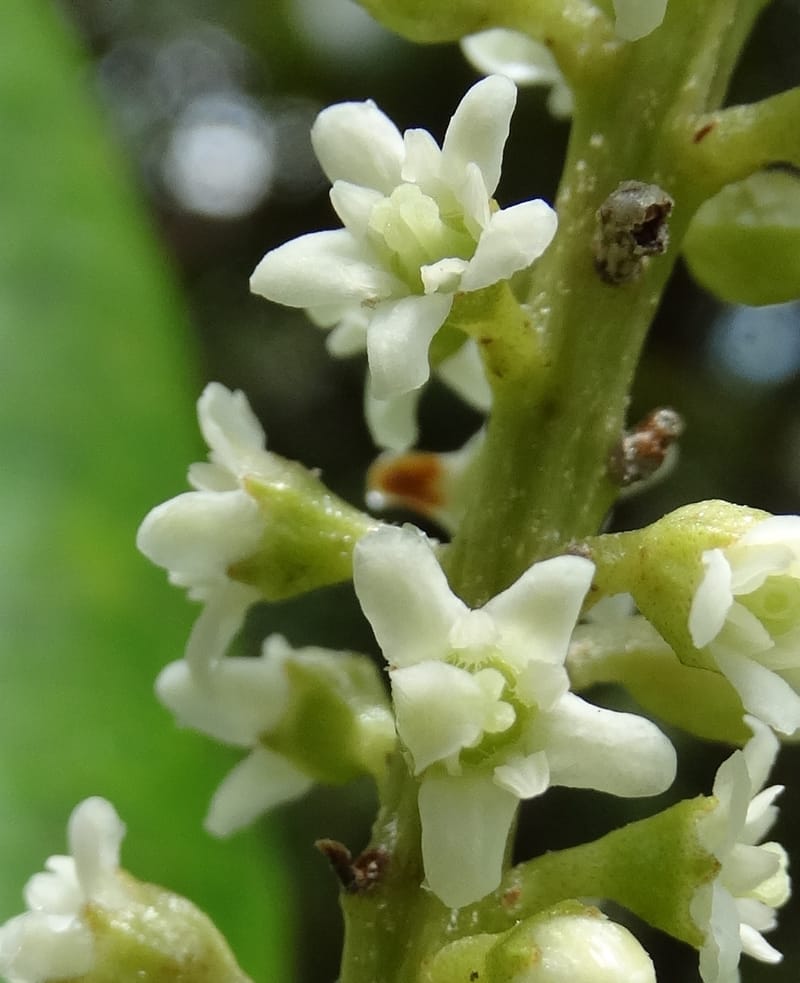 Quintinia major, Lowry, P 7373--New Caledonia. Mont Dzumac. 12 Nov 2015. DSC01563 (270).JPG