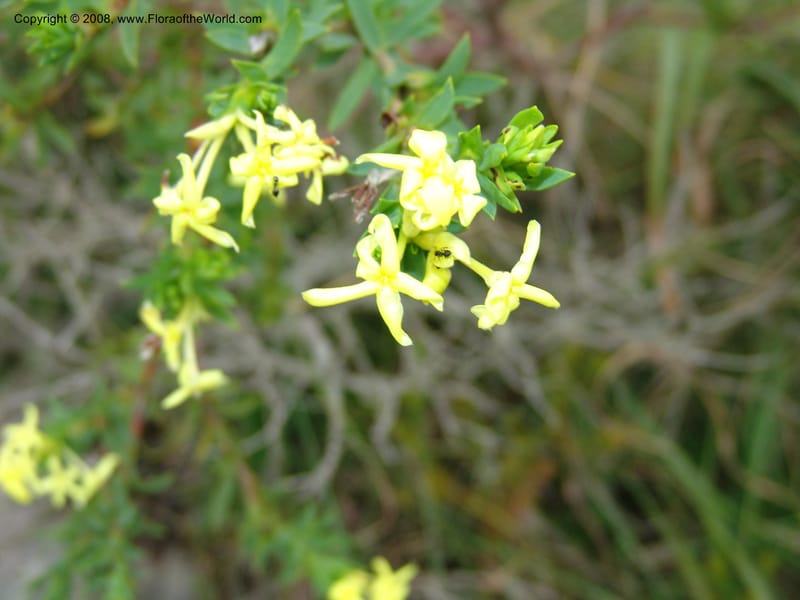 Gnidia--So.Africa. E. Cape. Umtamvuna Nat. Res. 11 Mch 05. 019.jpg