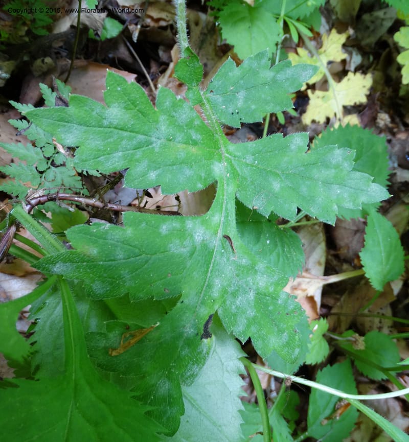 Hydrophyllum macrophyllum, Davidson, C 13025--North Carolina. Haywood Co. Pigeon R. 16 May 2015. DSC05923 (102).JPG