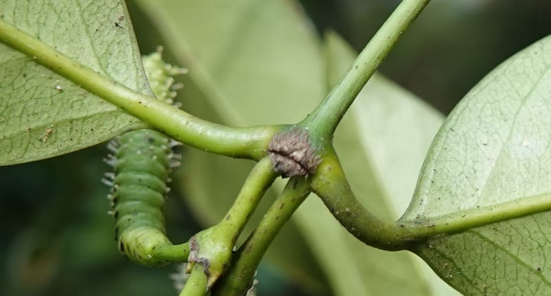 Gnetum catasphaericum, D. Boufford 44101--China. Yunnan. Lao jun Shan. 30 Apr 2018. DSC00424 (580).JPG