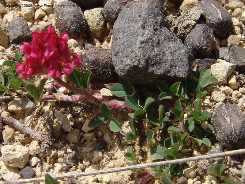 Trifolium burchellianum--So.Africa. E. Cape. R58 SE of Barkly East.10 Mch 05. 247.jpg