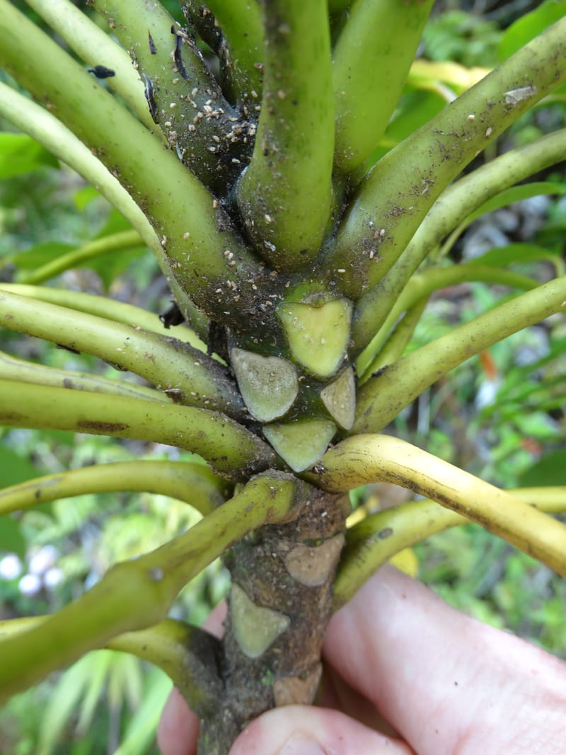 Plerandra grandiflora, Plunkett, G 3178-- Fiji. Delaikoro Mtn. 3 Nov 2015. DSC08393 (39).JPG