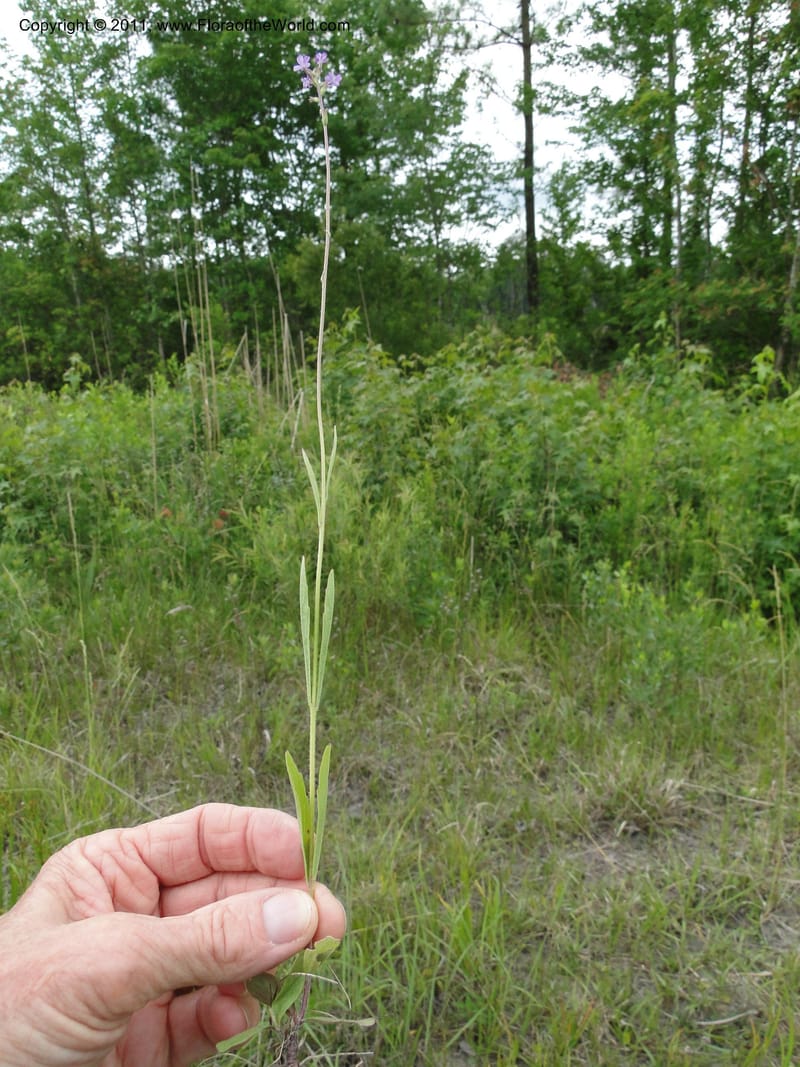 Buchnera americana, Mori, S 27419, USA, North Carolina, Jones Co, Catfish L Rd 10.5 miles from jct with Hwy 58, E of Maysville, 23 May 2010 (7).JPG