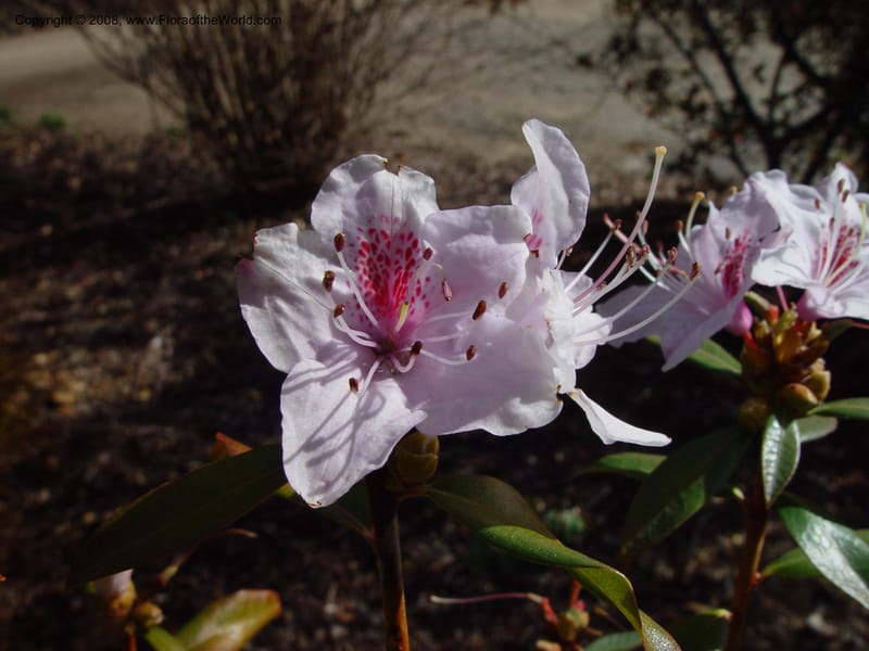 Rhododendron yunnanense. 94.0418--CA. UC Berkeley Bot. Gard. 10 Feb 03. 061.jpg