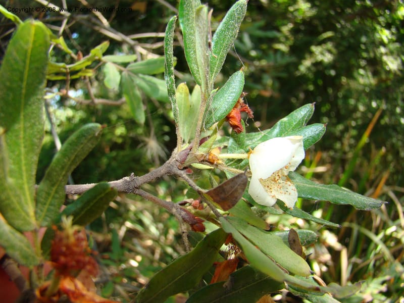 Eucryphia moorei--Australia. Royal Botanic Garden, Melbourne. 19-20 Mch 08. 043.jpg