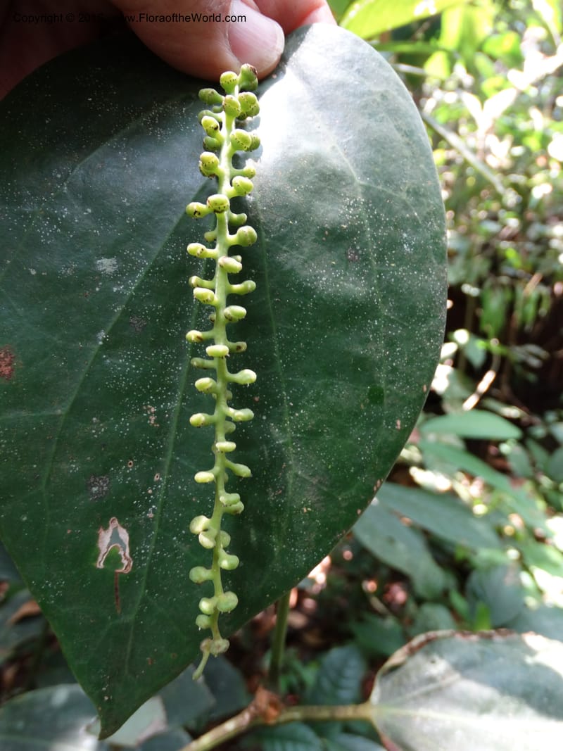 Piper, Davidson, C 12675--Sabah. Danum Valley. 4 Oct 2014. DSC01741 (249).JPG