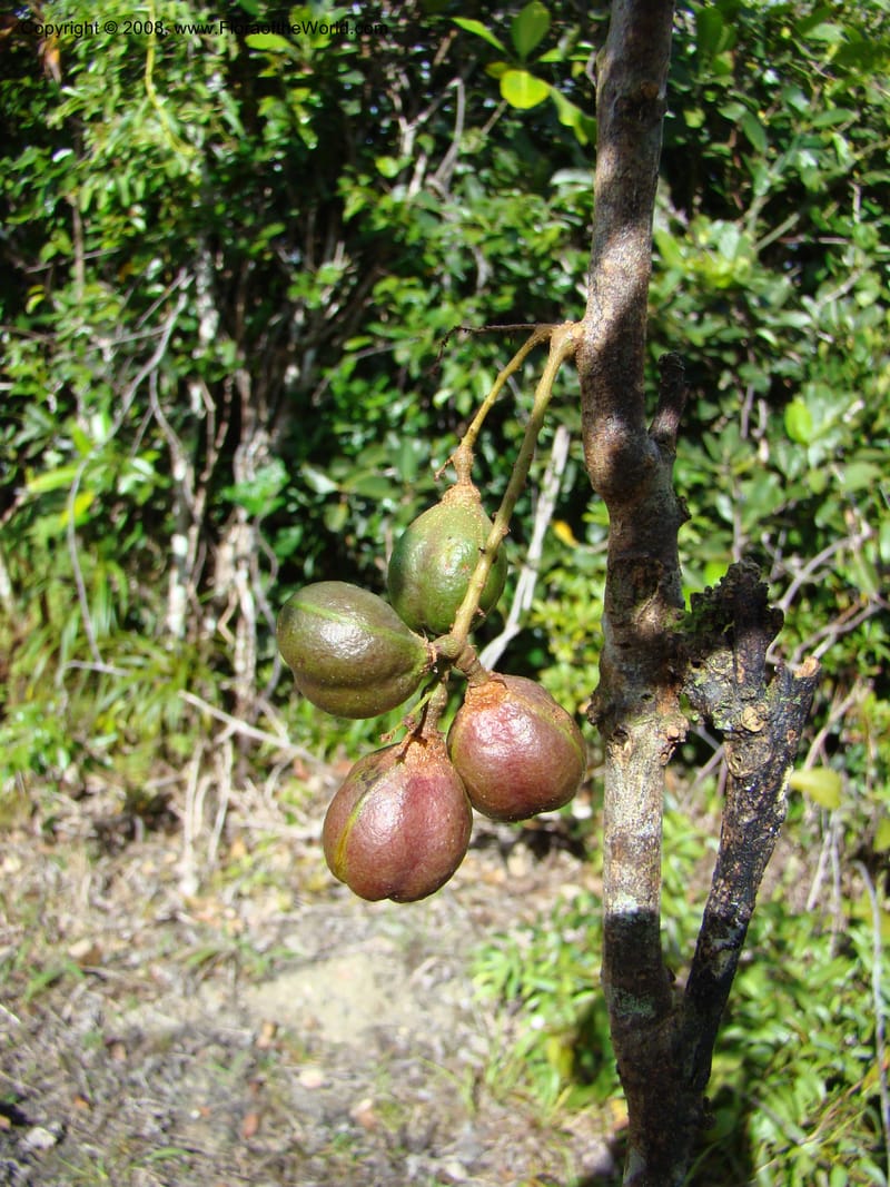 Cupaniopsis, JMunzinger4744--New Caledonia. Mandjelia. 13 Nov 07. 147.jpg