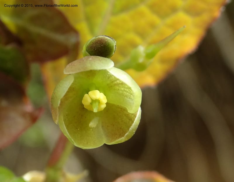 Sabia, Boufford, D 43677--China. Sichuan. GuoBaYan, HanBaiYu Shan. 12 May 2014. DSC05373 (97).JPG