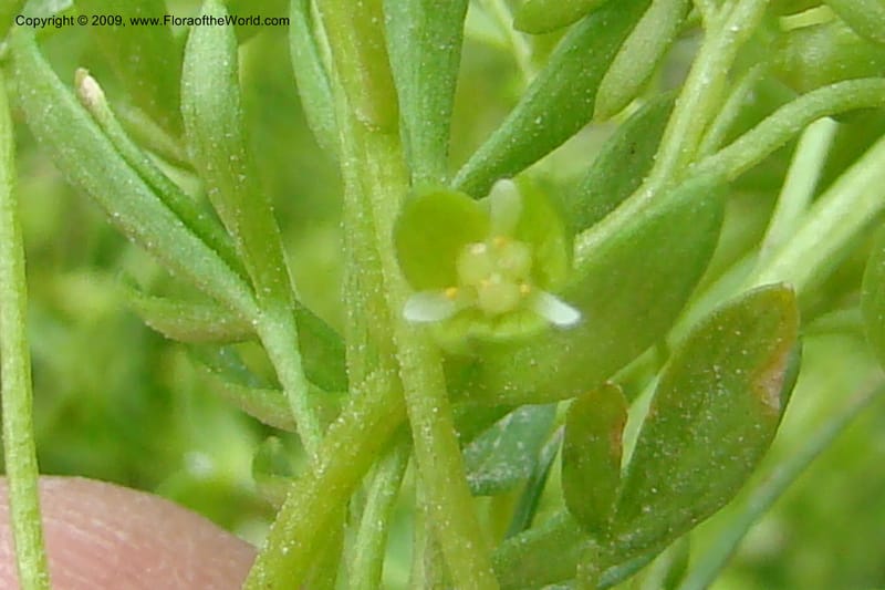 Floerkea proserpinacoides, C. Davidson 11326--Idaho. Elmore Co. Black's Cr. Rd. 1 May 2009 197.jpg