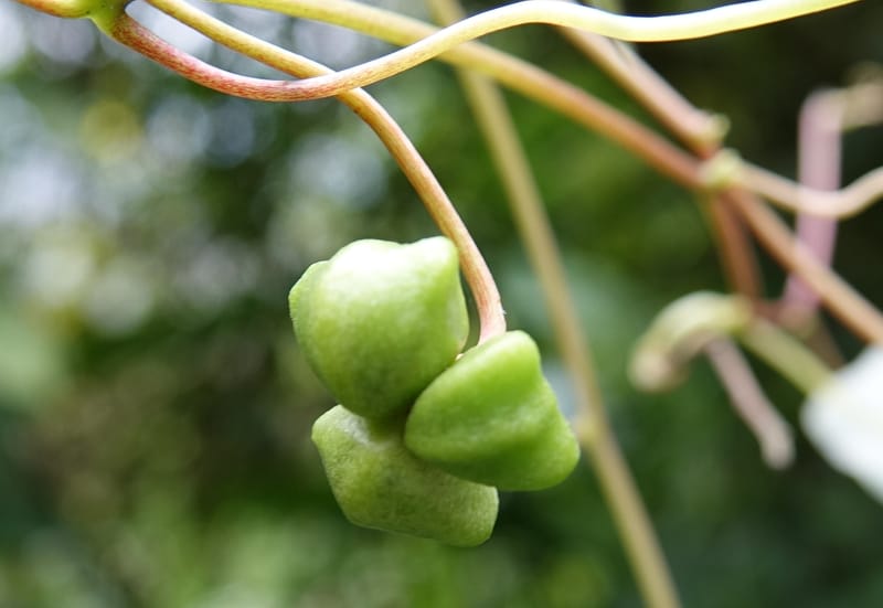 Tropaeolum emarginatum, Gomez-Dominguez, H 3772--Mexico. Chiapas. La Selva Negra. Rincon Chamula. 22 Mar 2017.  (117).JPG