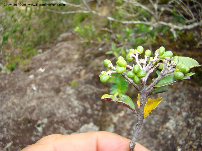 Myrtopsis, JMunzinger x--New Caledonia. Plateau de Dogny. 19 Nov 07. 353.jpg