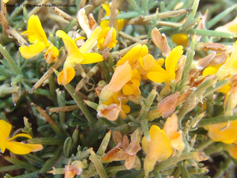 Genista acanthoclada--Crete. Ep. Kydonia. Akrotiri. Trail Gouvernetos . 23 May 05. 009.jpg