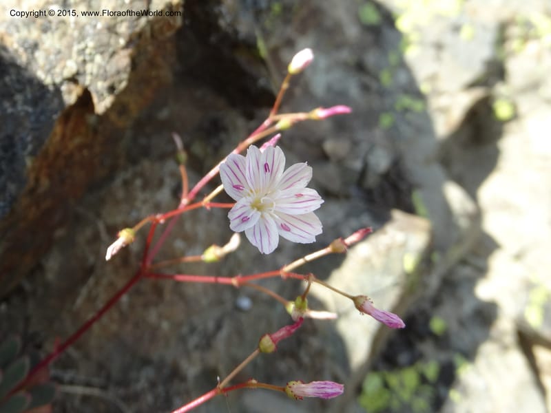 Lewisia columbiana var. wallowensis, Davidson, C 12591--ID. Idaho Co. Seven Devils Camp Ground. 15 Jul 2014. DSC00113 (145).JPG