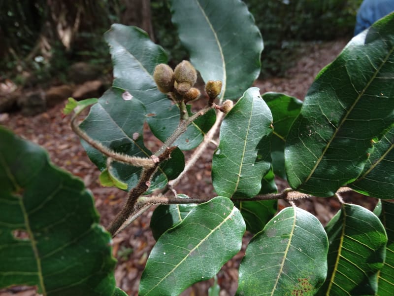 Alectryon hirsutus, Munzinger, J 7422--New Caledonia. Foret du Koghi. 13 Nov 2015. DSC02196 (78).JPG